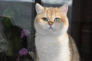 Затушеванный Золотой Окрас Британских Кошек. Фото золотых британцев: британских котят, котов, кошек. Золотой британский кот: стандарт окраса. Золотистые британцы: фото галерея.